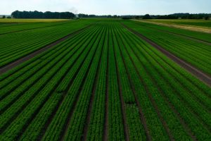 Read more about the article A Brief Overview of Land Loan Terms and Repayment Options