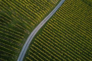 Read more about the article Tips for Crafting a Business Plan for Your Vineyard