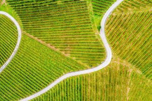 Read more about the article What To Consider When Choosing the Perfect Vineyard Location