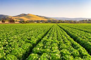 Read more about the article How the Gold Rush Led to Modern-Day California Agriculture