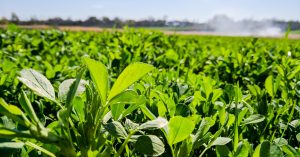 Read more about the article Quick Guide to Drought-Resistant Crops on California Ranches