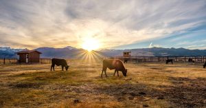 Read more about the article Financing Opportunities for Diversifying Your Ranch