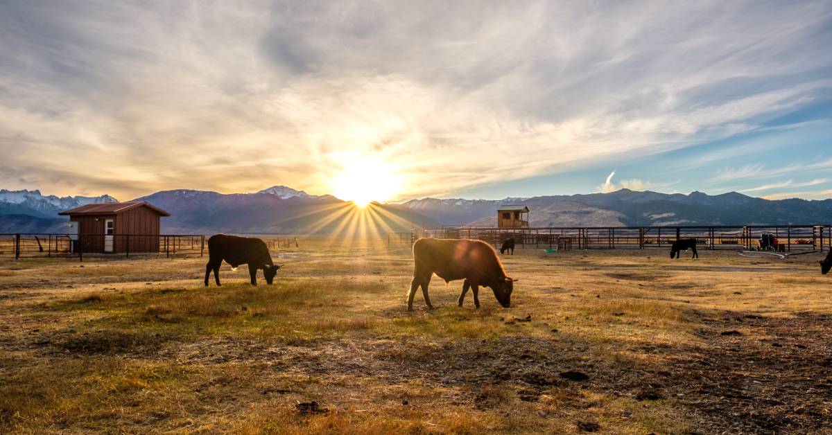 You are currently viewing Financing Opportunities for Diversifying Your Ranch