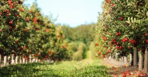Read more about the article Tips for Securing a Loan for Your Oregon Orchard