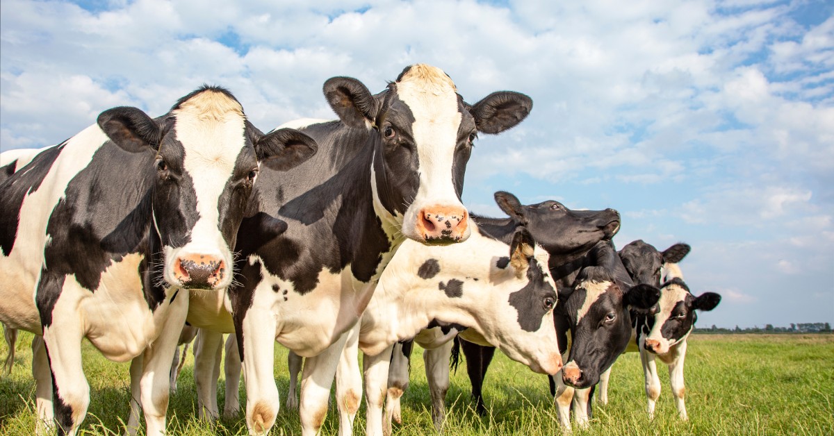 You are currently viewing Ways You Can Modernize Your Dairy Operation