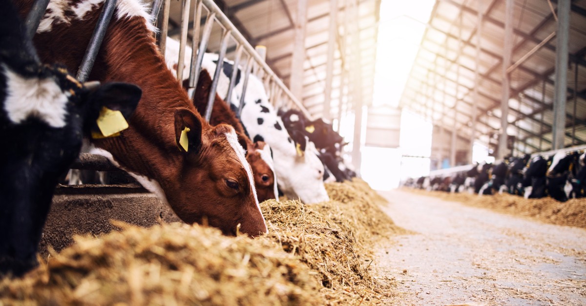 A feed lane with cattle on either side, leaning through the gates to eat the piles of hay in front of them.