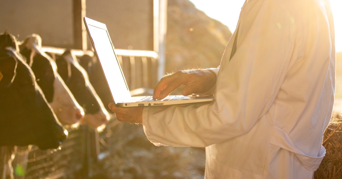 A man in a white coat stands in front of a row of cattle and types on a laptop. There is hay behind him and on the ground.