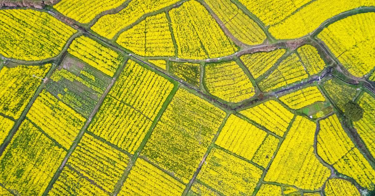 An aerial view of plots of farmland growing different yellow crops and roads running through the farmland.