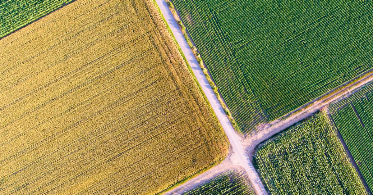 An aerial view of a road running through different plots of farmland. Some plots are yellow, and some are green.