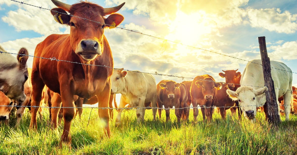 Numerous red and white cows stare into the distance behind a barbed wire fence. The sun shines behind them.
