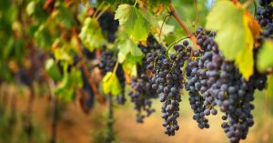 Read more about the article Understanding Financial Ratios for Wineries