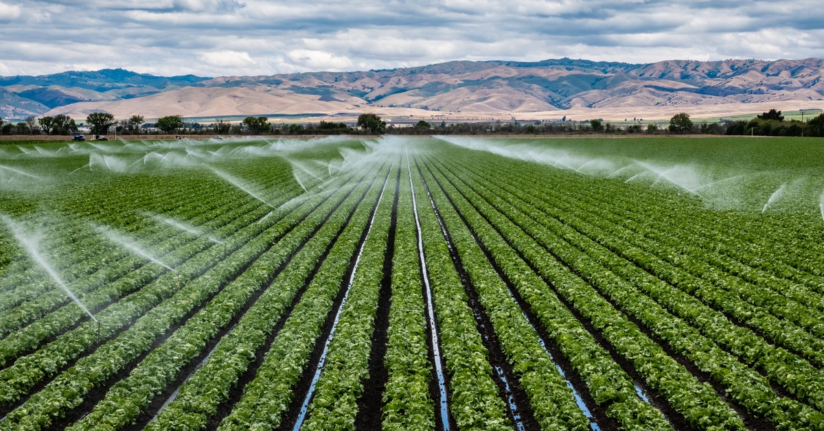 A large field of lettuce planted in rows is being watered by a large irrigation system of sprinklers. There are mountains and a blue sky with clouds in the background.
