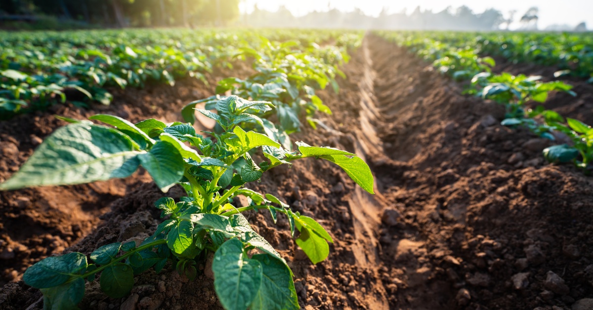 A close up of a small potato plant amongst multiple rows of the same plant with some trees in the far distance.