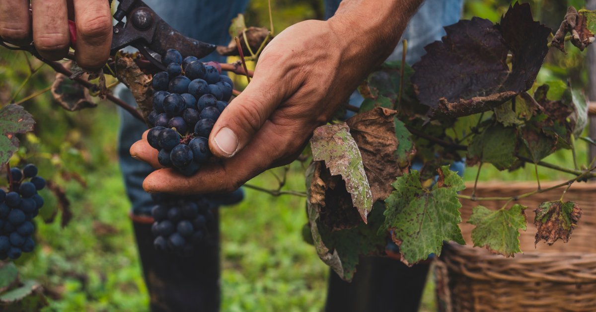 A farm worker using shearers to separate grapes from the vine before putting them in a basket.