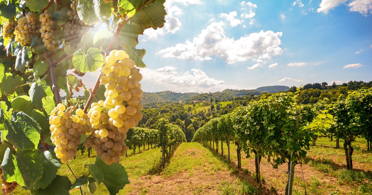 You are currently viewing Can Tree Planting Boost Your Vineyard’s Resilience?