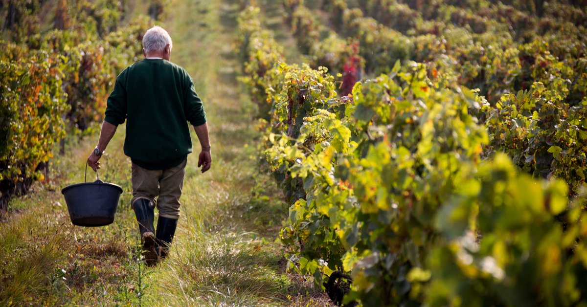 A farm worker wearing brown pants and a dark sweater walks through a vineyard while holding a bucket in their left hand.