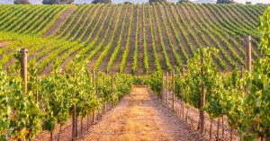 Read more about the article Your Guide to Evaluating Underdeveloped Land for Vineyards