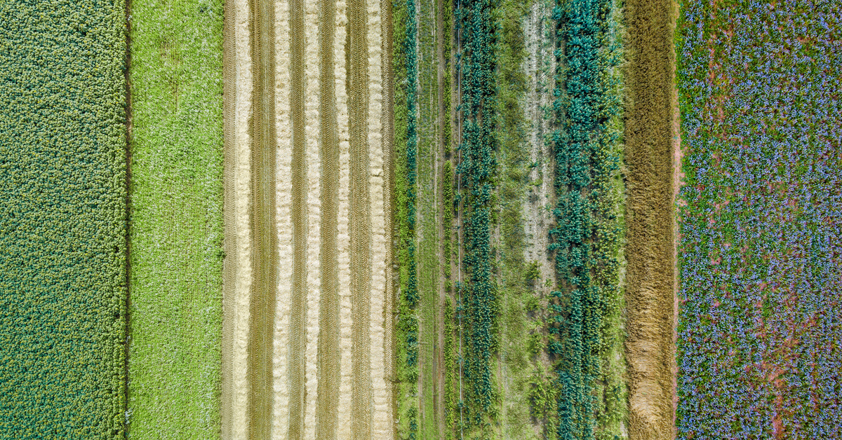 You are currently viewing What Is Regenerative Agriculture—And Why It Matters Now