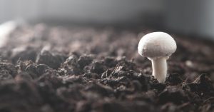 Read more about the article What You Should Know Before Starting a Mushroom Farm