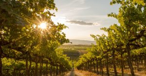 Read more about the article 7 Tax Benefits of Owning a Winery or Vineyard