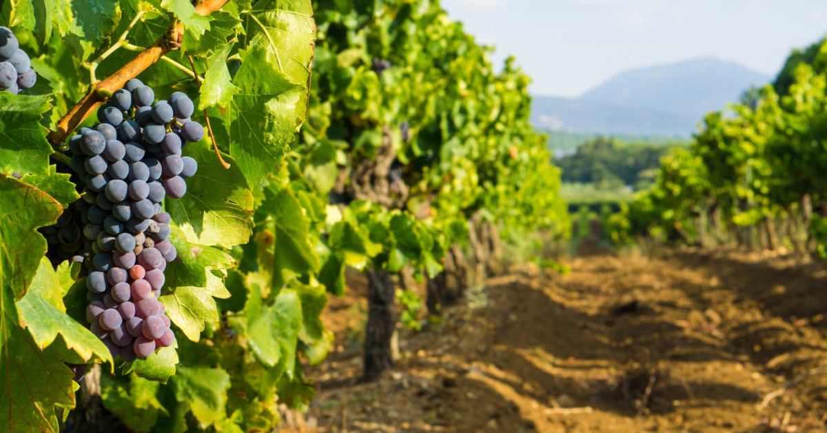 You are currently viewing How Do I Protect My Vineyard Investment From Climate Risks?