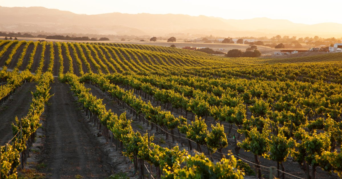 Bright sunlight shining over a massive vineyard that stretches across an expansive open field outside.